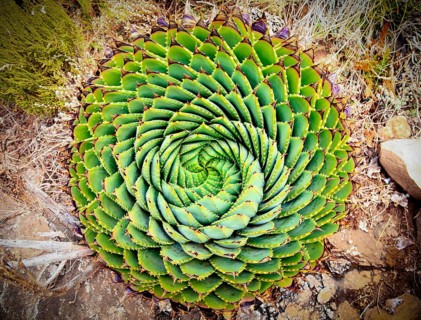 Spiral Aloe (Aloe polyphylla) the national plant of Lesotho