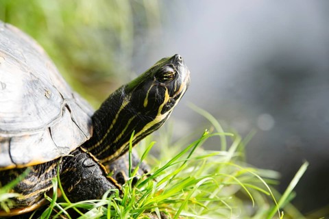 Yellow bellied eared turtle sitting on the riverbank of a pond, Trachemys scripta living in the US,