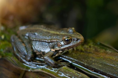 Aga toad, bufo marinus sitting on a tree log, amphibian inhabitant in wetland eco system, Haff