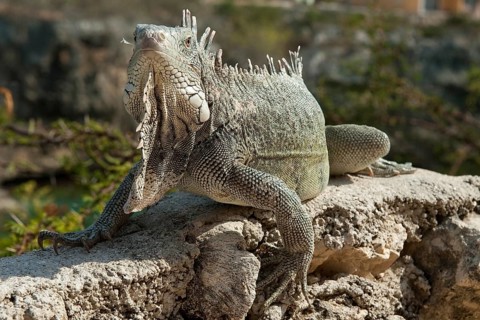 Green iguana (Iguana iguana) looking directly at viewer, Caribbean, Windward Islands, Netherlands