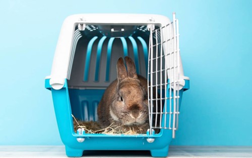Rabbit in a transport box, pet locked in a cage, taking care of domestic animal, vacation or