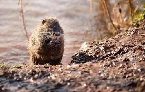 Nutria, coypu herbivorous, semiaquatic rodent member of the family Myocastoridae on the riverbed,