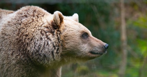 Brown bear in the forest, wildlife in the woodland, portrait of a grizzly, encounter with predator,