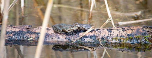 Aga toad, bufo marinus sitting on a tree log, amphibian inhabitant in wetland eco system, Haff