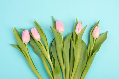 Tulips greeting card for mothers day, birthday, easter holiday, valentines day, spring season,