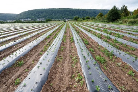 Agriculture field with strawberry plants, sprout in a row covered with plastic, growing organic