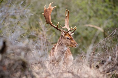 Red deer stag with antlers in spring, forest of Amsterdamse Waterleidingduinen in the Netherlands,