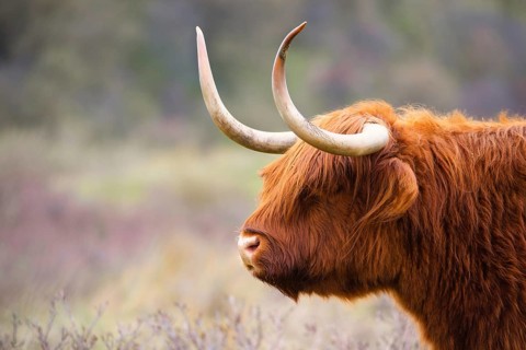 Scottish highland cattle, cow in the countryside, bull with horns on a pasture, ginger shaggy coat