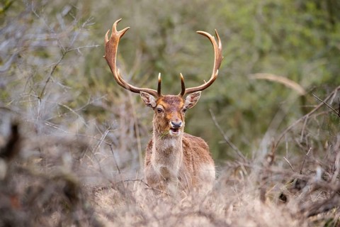 Red deer stag with antlers in spring, forest of Amsterdamse Waterleidingduinen in the Netherlands,