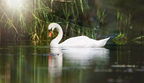 White swan is swimming at sunset, sunbeams and reflection, water birds, wildlife animals at the