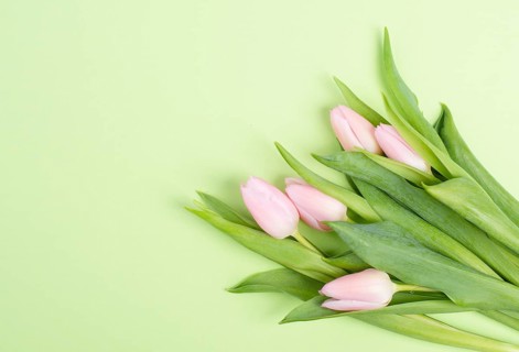 Tulips greeting card for birthday, easter holiday, valentines day, mothers day, spring season