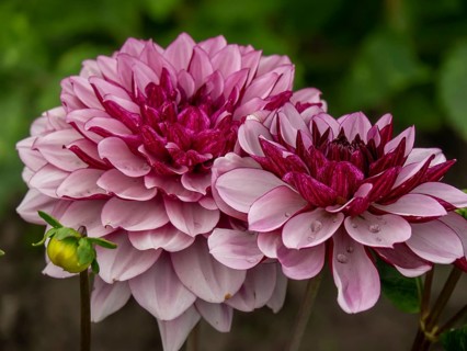 Close-up of two red chrysanthemums with dewdrops on the petals, Legden, münsterland, westphalia,