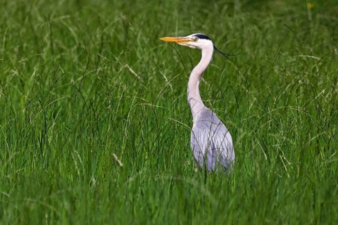 Grey heron (Ardea cinerea) standing in a meadow, Wedeler Elbmarsch, Wedel, Schleswig-Holstein,