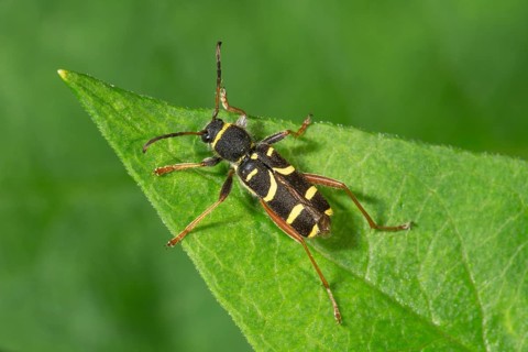 Common ram (Clytus arietis) sitting on a leaf, Baden-Württemberg, Germany, Europe