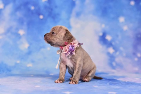 4 weeks purebred young Lilac Brindle French Bulldog puppy with healthy long nose and tail