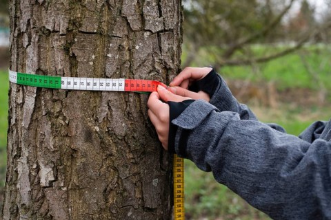 Ranger measures tree circumference with a tape, inspection by a forester in the spring, wood