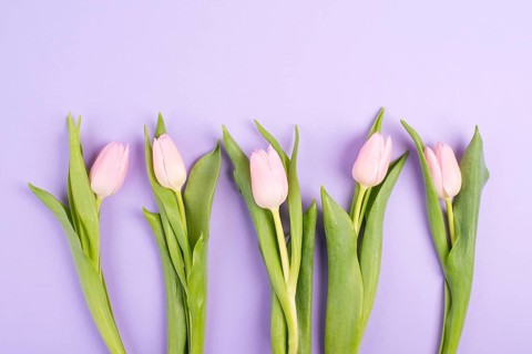 Pink tulips greeting card for birthday, easter holiday, womens day, mothers day, floral background
