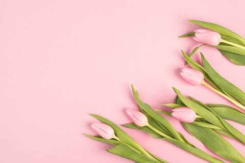 Pink tulips greeting card for birthday, easter holiday, womens day, mothers day, floral background