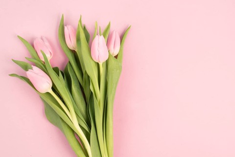 Pink tulips greeting card for birthday, easter holiday, womens day, mothers day, floral background