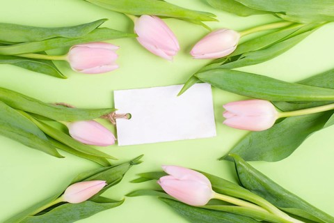 Pink tulips greeting card for birthday, easter holiday, womens day, mothers day, floral background