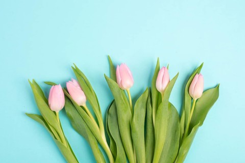 Pink tulips greeting card for birthday, easter holiday, womens day, mothers day, floral background