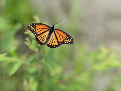 Beautiful Viceroy Butterfly Limenitis archippus full view outdoors from above wings spread open.