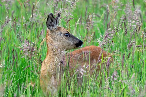 European roe deer (Capreolus capreolus) juvenile looking backward in grassland, meadow in spring
