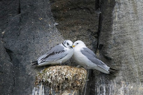 Black-legged kittiwake (Rissa tridactyla) adult with juvenile on nest on rock ledge in sea cliff at