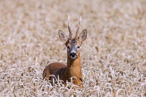 European roe deer (Capreolus capreolus) buck, male during the rut in wheat field, cornfield in