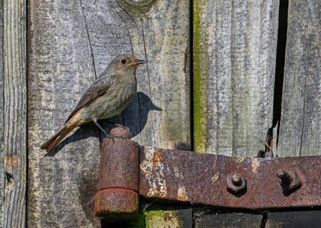 Black redstart (Phoenicurus ochruros gibraltariensis) female, first calendar year male perched on
