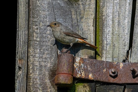 Black redstart (Phoenicurus ochruros gibraltariensis) female, first calendar year male perched on