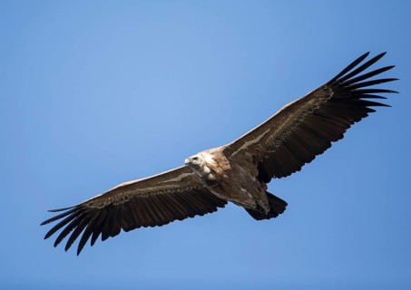Griffon vulture (Gyps fulvus), Monfragüe National Park, Extremadura, Castilla La Mancha, Spain,