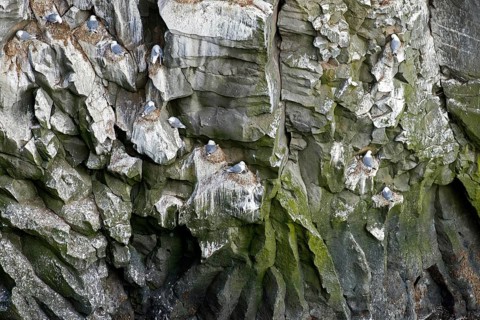 Seabird breeding colony of black-legged kittiwakes (Rissa tridactyla) nesting on rock ledges in sea