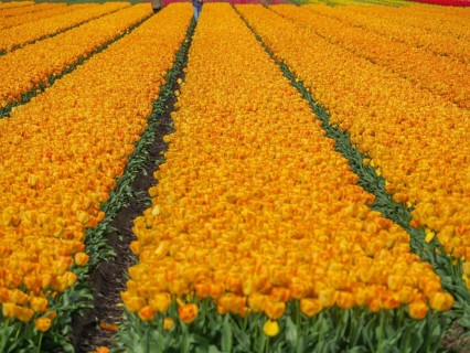 Field of flowers with rows of bright yellow tulip blossoms under the open sky, amsterdam, holland,
