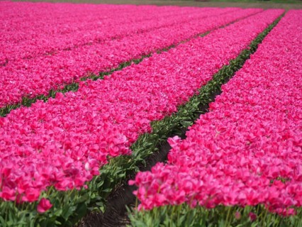 Long rows of pink tulips in a well-tended flower field, amsterdam, holland, netherlands