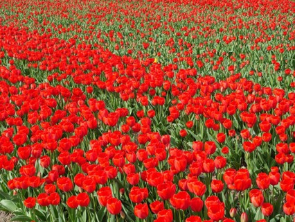 A wide field of tulips with masses of red flowers stretching to the horizon, amsterdam, holland,