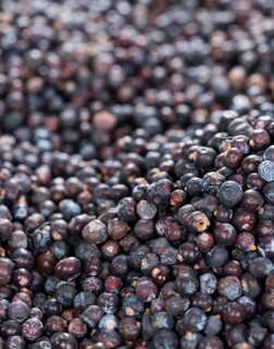 Heap of dried Juniper Berries for use as background image (close-up image)