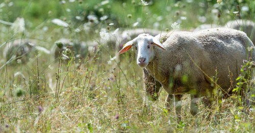 Flock of Sheeps (detailed selective focus) on a meadow