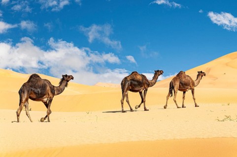 Group of dromedaries in the beautiful Omani Rub al-Chali Desert