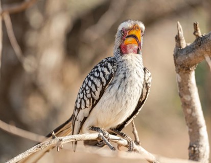 A Southern Yellow Billed Hornbill (Tockus Leucomelas), Kruger National Park, South Africa, Africa