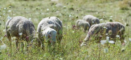 Flock of Sheeps (selective focus) on a meadow at a hot summer day