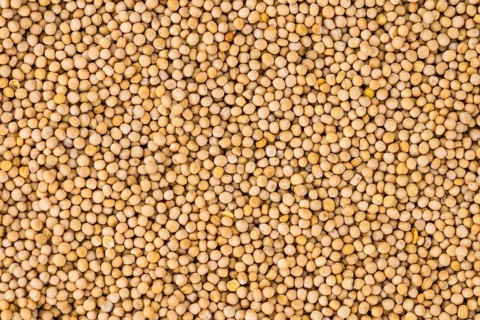 Portion of fresh made Mustard Seeds (close-up shot, selective focus)