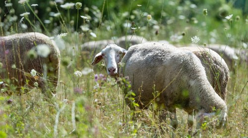 Flock of Sheeps (selective focus) on a meadow at a hot summer day