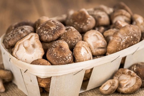Shiitake mushrooms on a vintage background as detailed close-up shot, selective focus