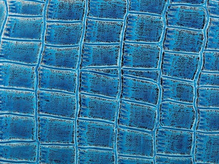 Abstract texture of synthetic leather, blue crocodile background