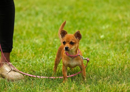 Chihuahua Dog Standing on the Grass in Outdoors