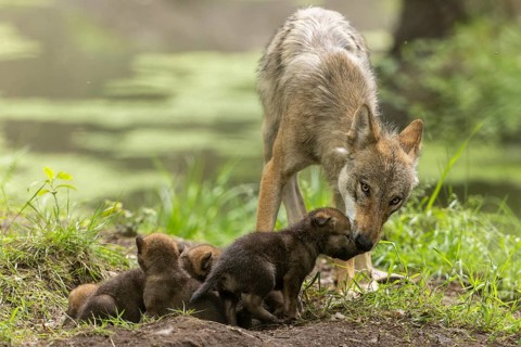 A mother wolf watches her pups playing in the grass, European grey gray wolf (Canis lupus)