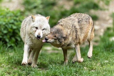 Two wolves show closeness and affection in a green, natural environment, Timberwolf, American wolf