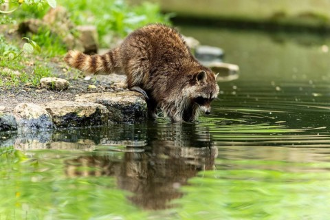 A raccoon carefully drinks water from the edge of a pond, surrounded by green nature, raccoon