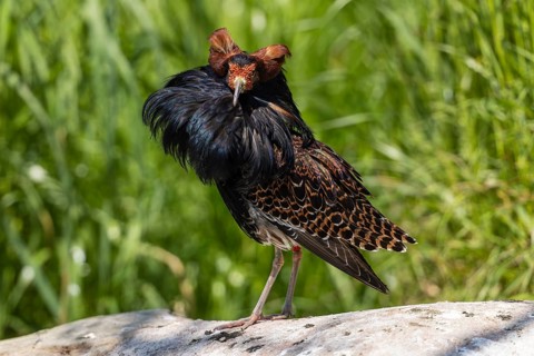 A colourful bird with magnificent plumage stands on a stone in a green meadow, ruff (Calidris